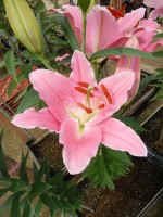 [4338 Binasco VH No02.JPG]